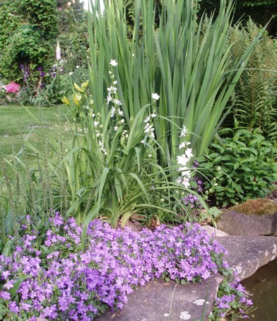 Campanules en bord de bassin   Diebolsheim, en alsace